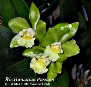 Rlc. Hawaiian Passion 4" in bloom